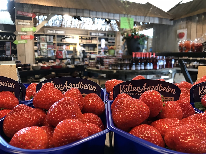 Kaiter Aardbeien Kom in de Kas Groepsbezoek