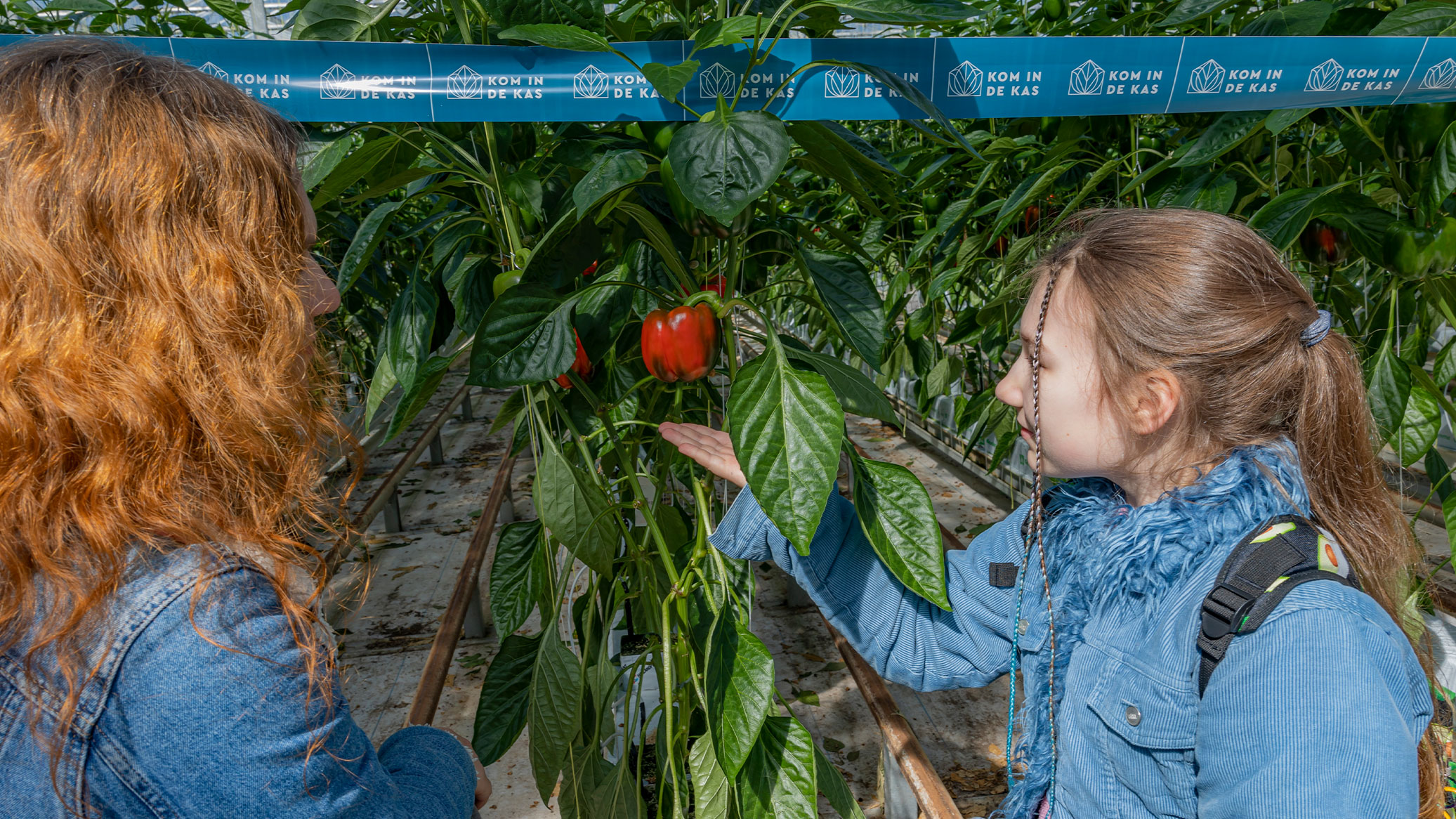 Kom in de Kas is dé open dagen van de glastuinbouw