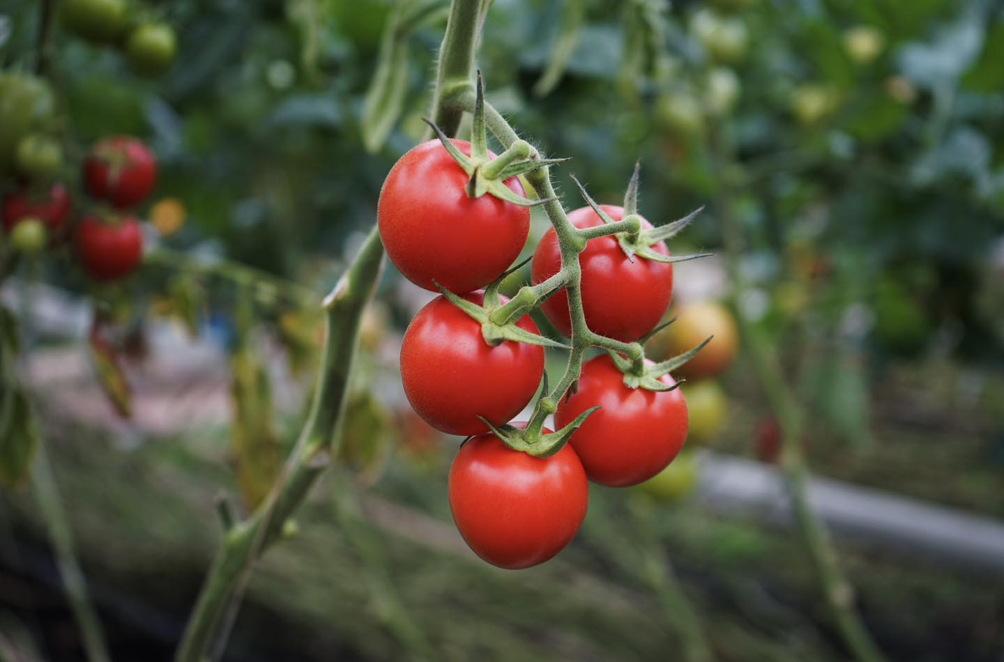 Bezoek tijdens Kom in de Kas de kassen op VoornePutten!