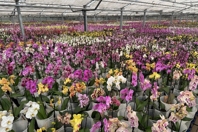 Kom in de Kas Aalsmeer & Uithoorn