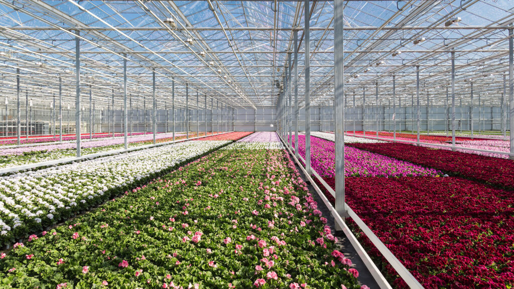 Geraniums